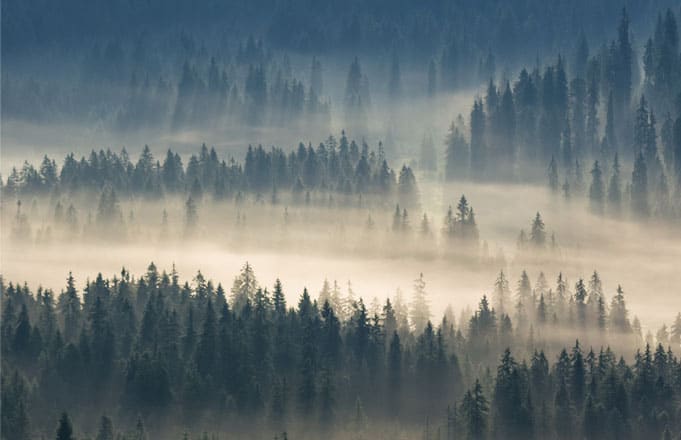 zedernsohlen mit vielen Vorteilen für Ihre Füße